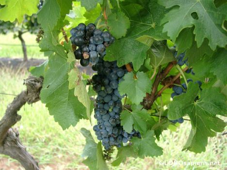 Postcard Close up of Grapes in the Vineyard