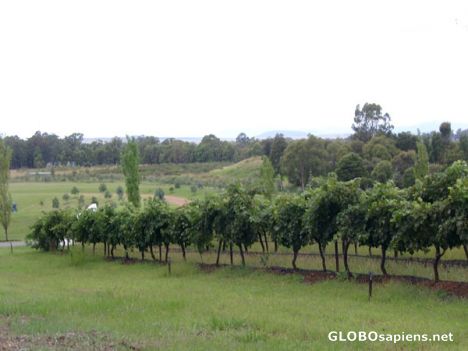 Postcard Brokenwood Wines Winery