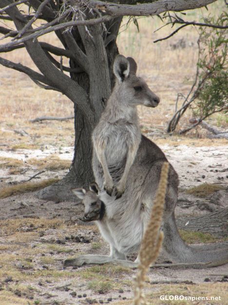 Postcard Tidbinbilla
