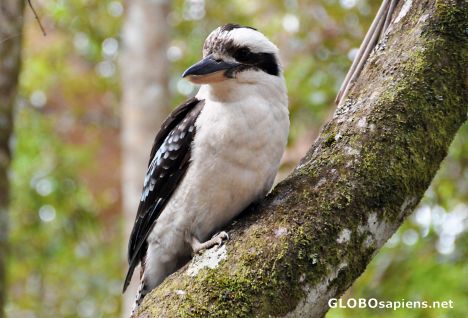 Postcard Kookaburra -another view