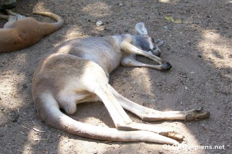 Postcard Time for a Snooze!