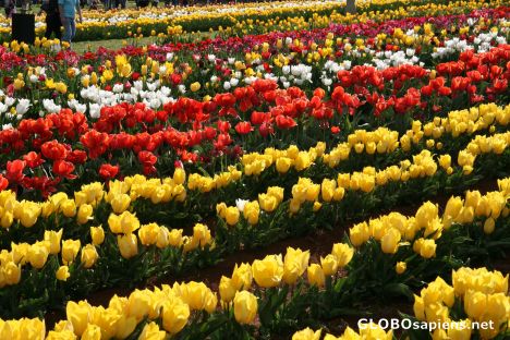 Postcard Tulip Festival