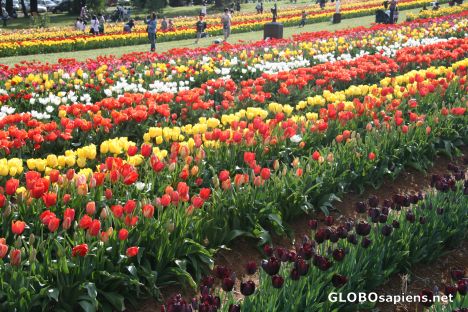 Postcard Tulip Festival