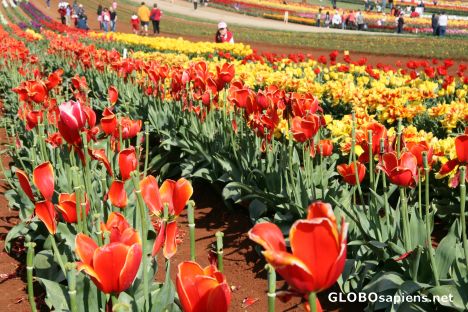 Postcard Tulip Festival