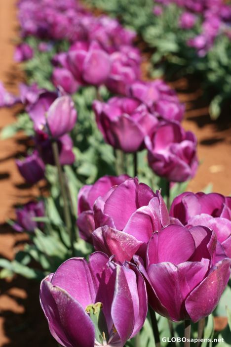 Postcard Tulips 2