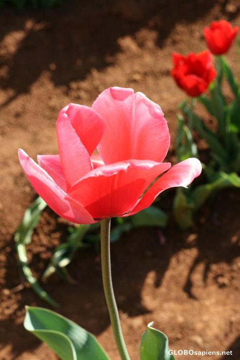 Postcard Tulips 3