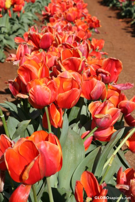 Postcard Tulips 7