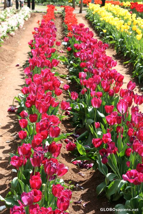 Postcard Tulips 8