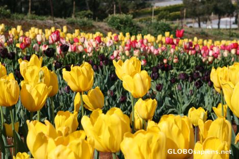 Postcard Tulips 10