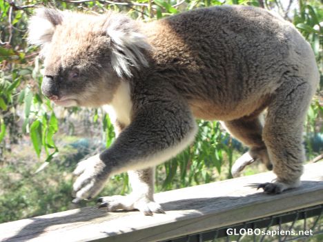 Postcard Koalas