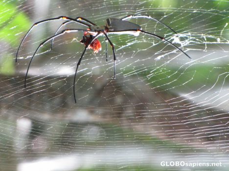 Postcard Spider