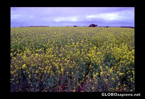 Postcard Canola crop near Parndana, Kangaroo Island