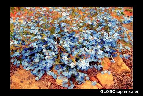 Postcard Wildflowers, Kangaroo Island