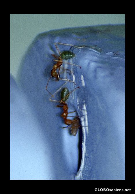 Postcard ants
