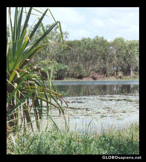 Postcard Annaburroo Billabong