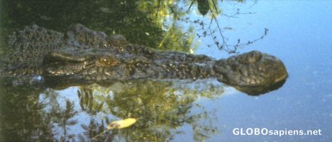 Postcard Kakadu