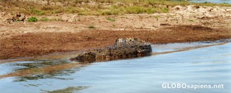 Postcard Crocodile