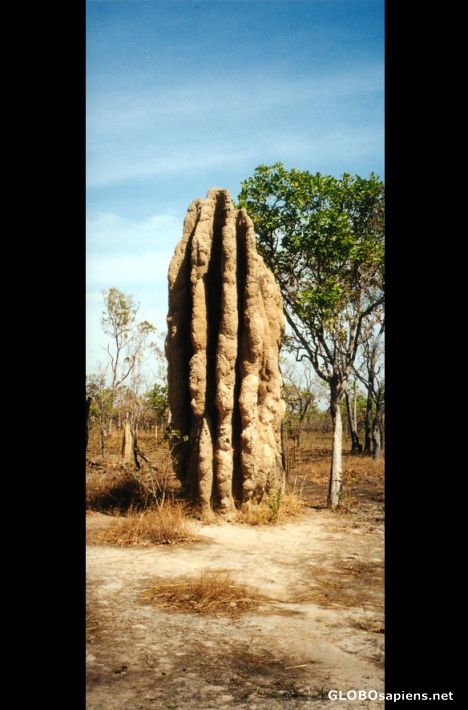 Postcard Termites' Nest