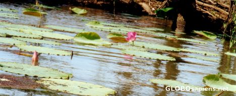 Postcard Water Lily