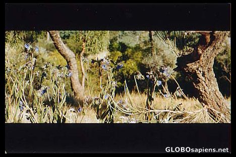 Postcard Olgas