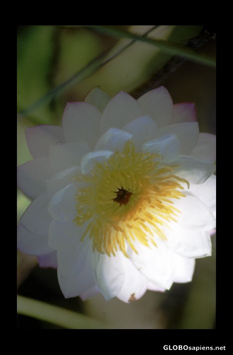 Postcard water lily