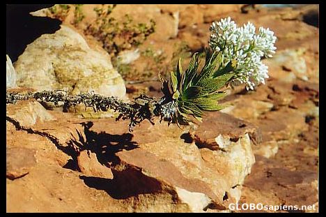 Postcard Kings Canyon