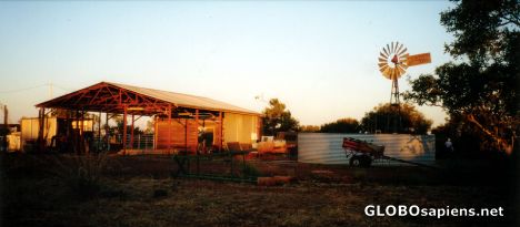 Postcard Juno Horse Farm in Tennant Creek