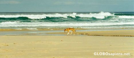 Postcard Dingo