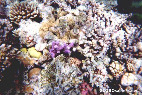 Postcard Snorkling in the Great Barrier Reef