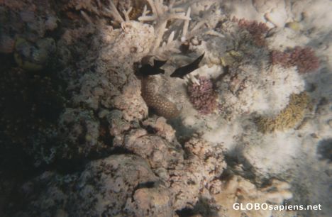 Postcard Snorkling in the Great Barrier Reef