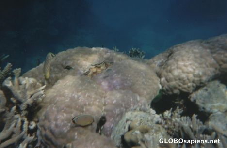 Postcard Snorkling in the Great Barrier Reef