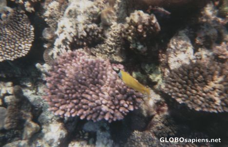Postcard Snorkling in the Great Barrier Reef
