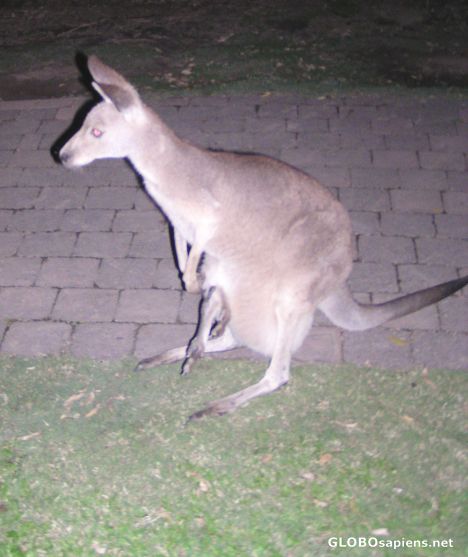 Postcard Kangaroo at night