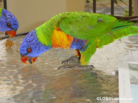 Postcard Wild Parakeets at Airlie Beach
