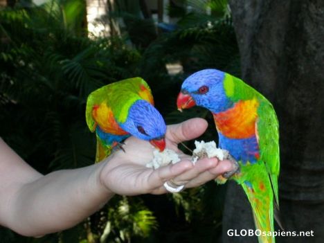 Postcard feeding birds
