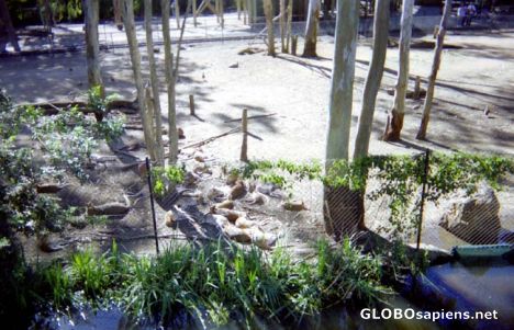 Postcard Dreamworld/Wallabies taking a nap