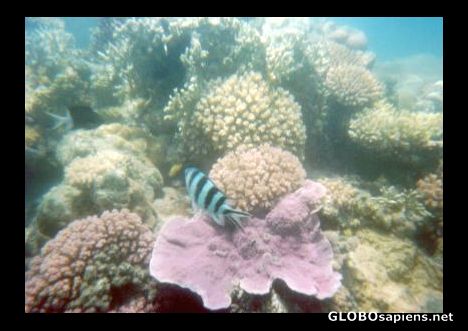 Postcard I'd rather be under the sea...