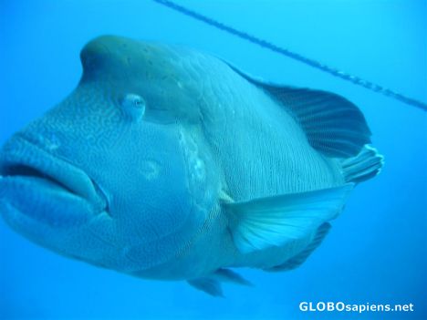Postcard diving at the Great Barrier Reef