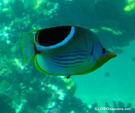 Postcard Angel Fish