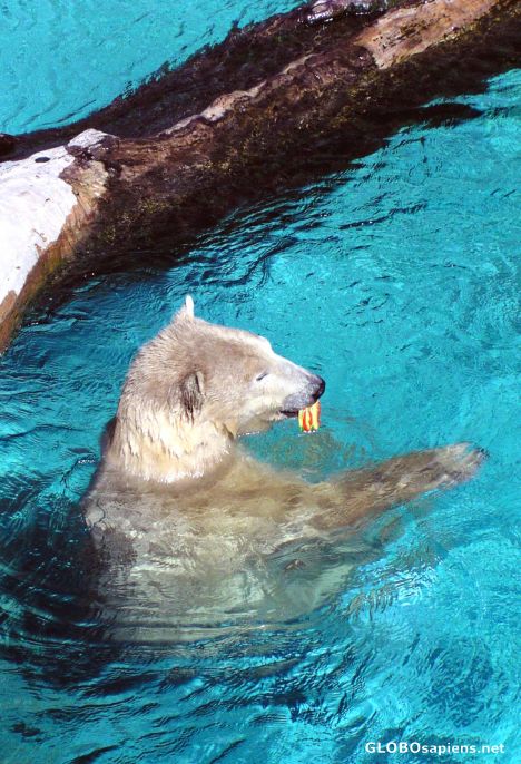 Postcard Polar Bear
