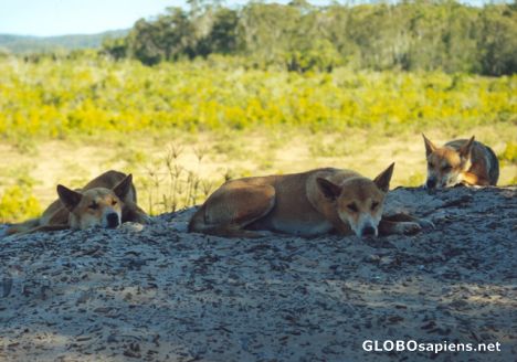 Postcard Dingo