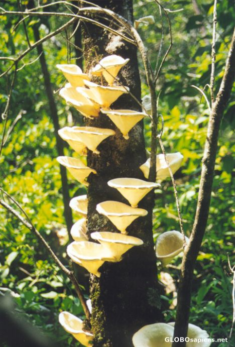 Postcard mushrooms anyone?