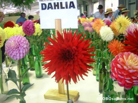 Postcard Competition of flowers