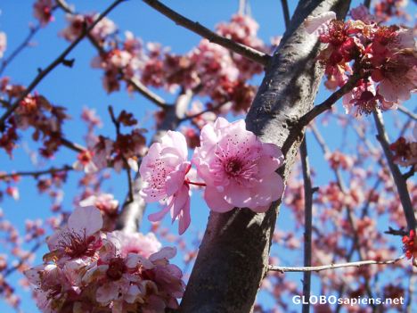Postcard Cherry Blossom