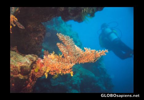 Postcard Coral off the shore of Airlie Beach