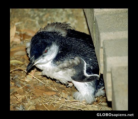 Postcard Penguin