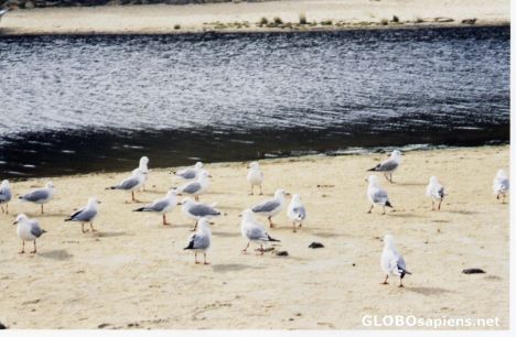 Postcard Lakes Entrance