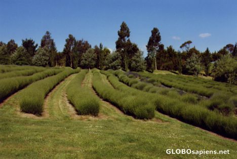 Postcard lavender at leongatha