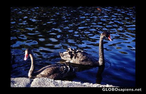 Postcard Swans