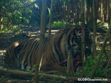 Postcard Tiger Exhibit in Perth Zoo